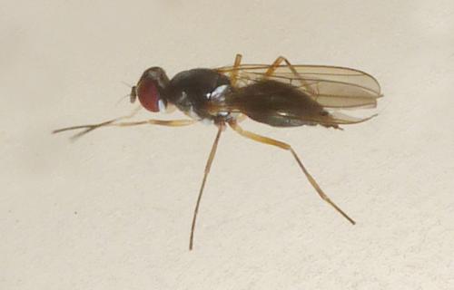 Tanypeza longimana